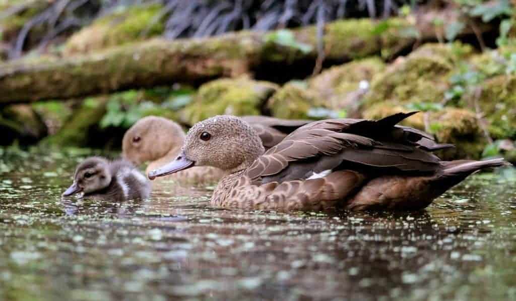 Bernier's Teal - Jan Harteman Aeres MBO