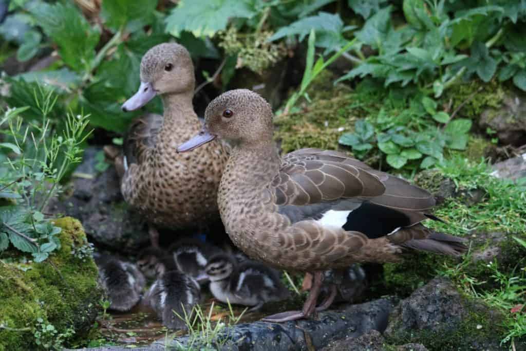 Bernier's Teal - Jan Harteman Aeres MBO