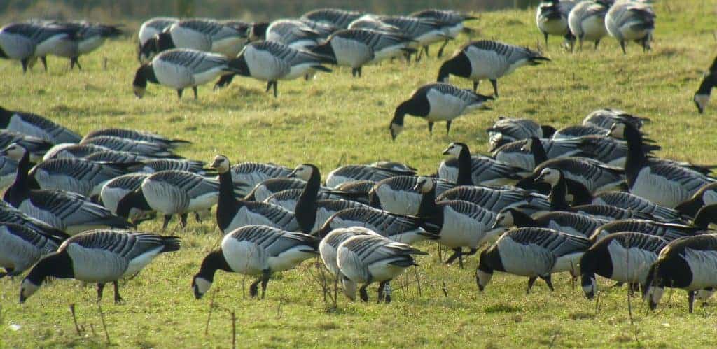 wild Barnacle Geese on Islay