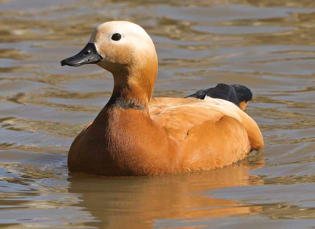 Ruddy Shelduck swimming