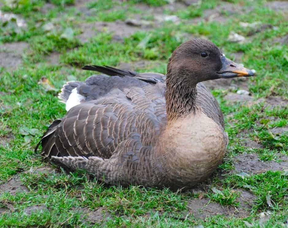 Thick-billed Bean Goose