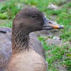 Thick-billed Bean Goose