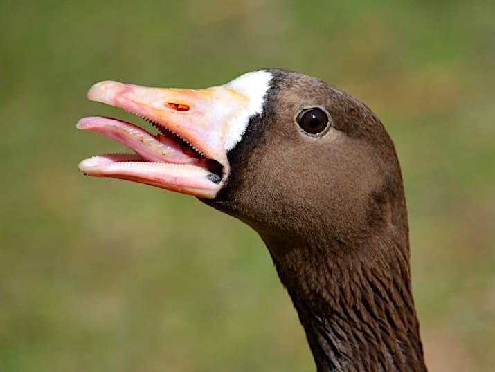 Greater White-fronted Goose hissing