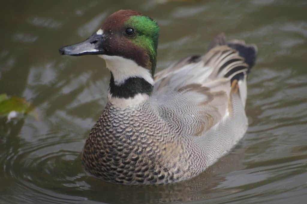 Falcated Duck swimming