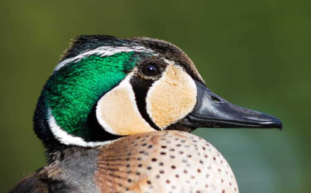 portrait of a Baikal drrake