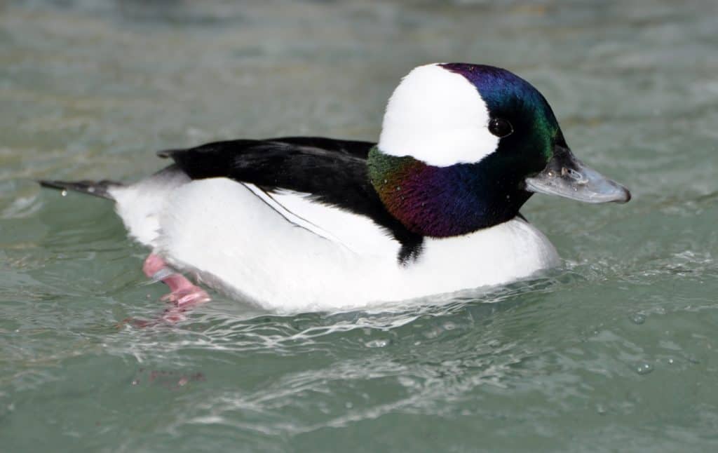 Bufflehead drake swimming