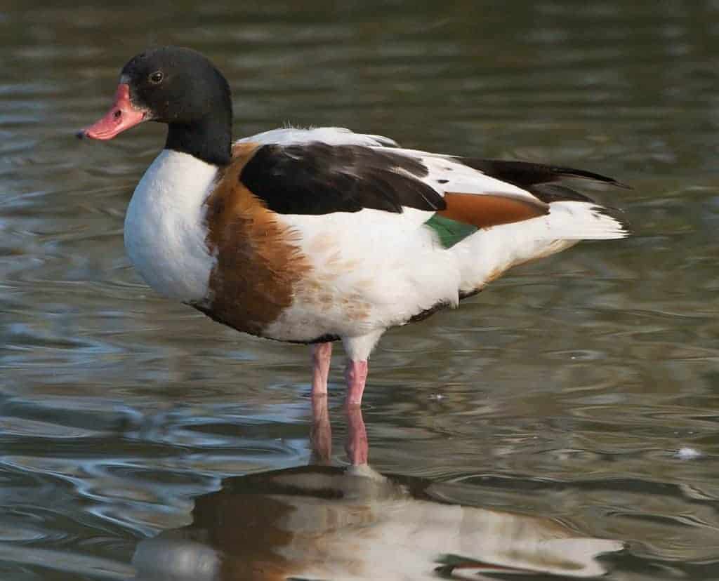 Female Common Shelduck standing in shallow water