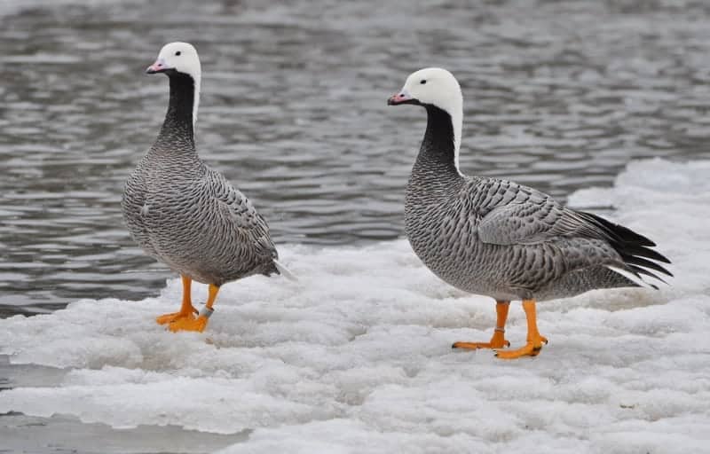 2 Emperor Geese on ice