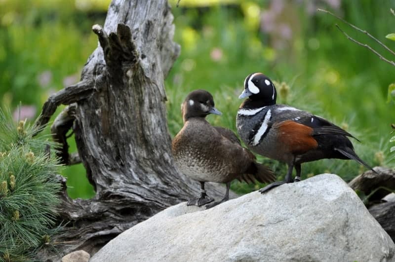 Harlequin Ducks