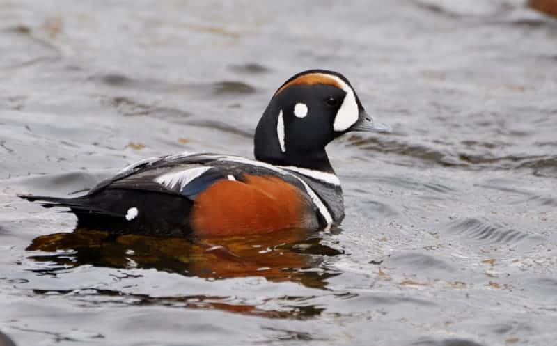 Harlequin Duck at sea