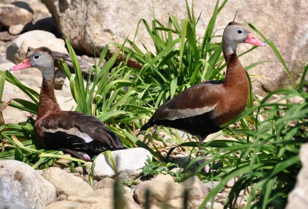 Black-bellied Whistling Duck - British Waterfowl Association