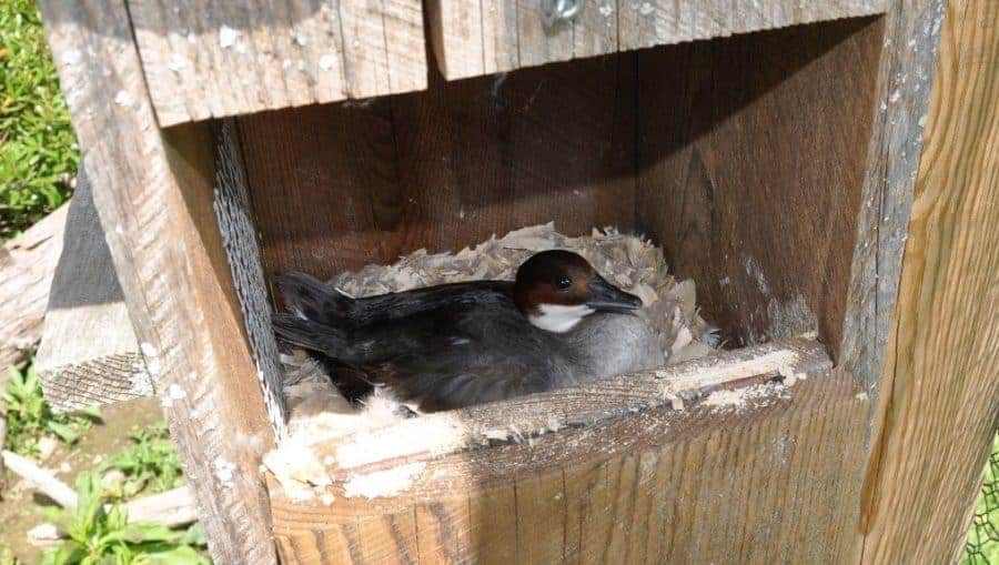 Smew duck in nest box