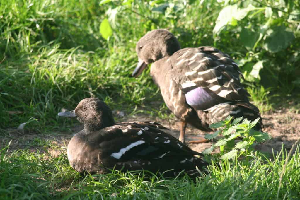 African Black Ducks in a grassy pen