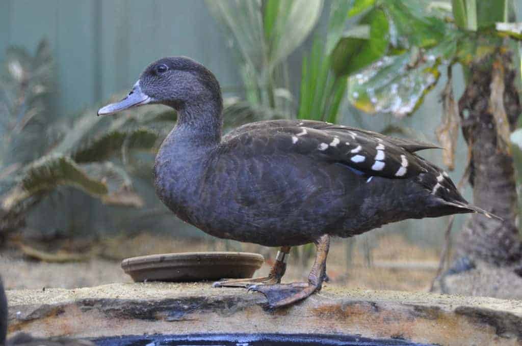 African Black duck by food bowl