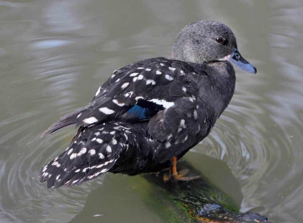 African Black Duck standing in water