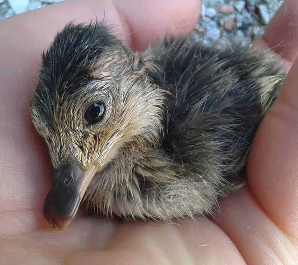 American Wigeon duckling