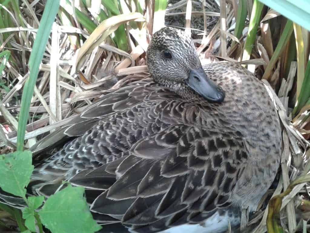 American Wigeon on a nest