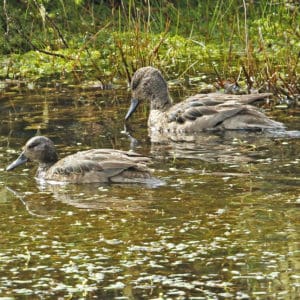 Andean Teal pair