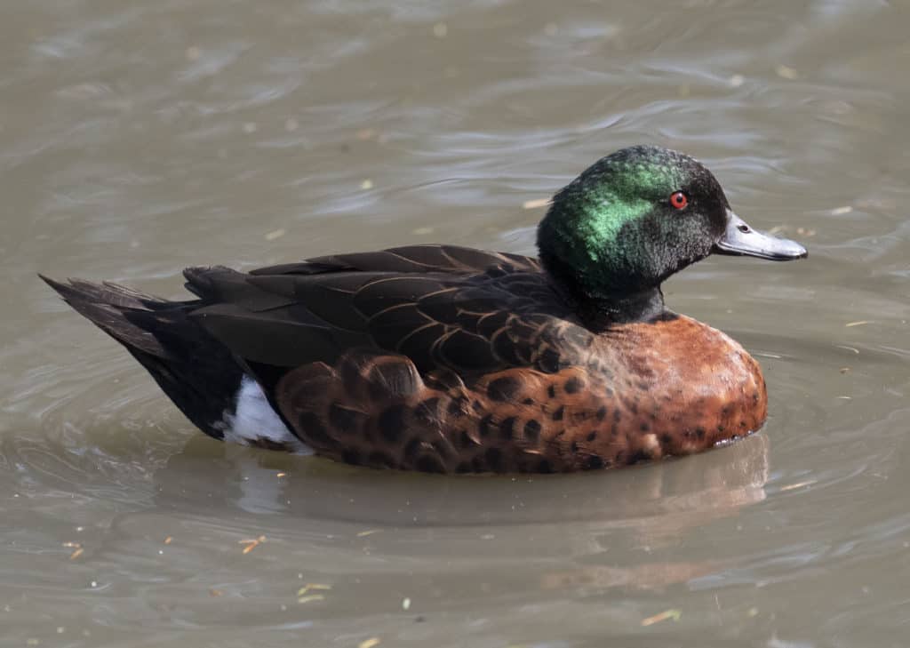 Chestnut Teal drake swimming