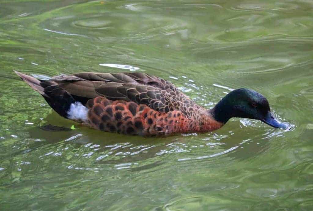 Chestnut Teal drake swimming