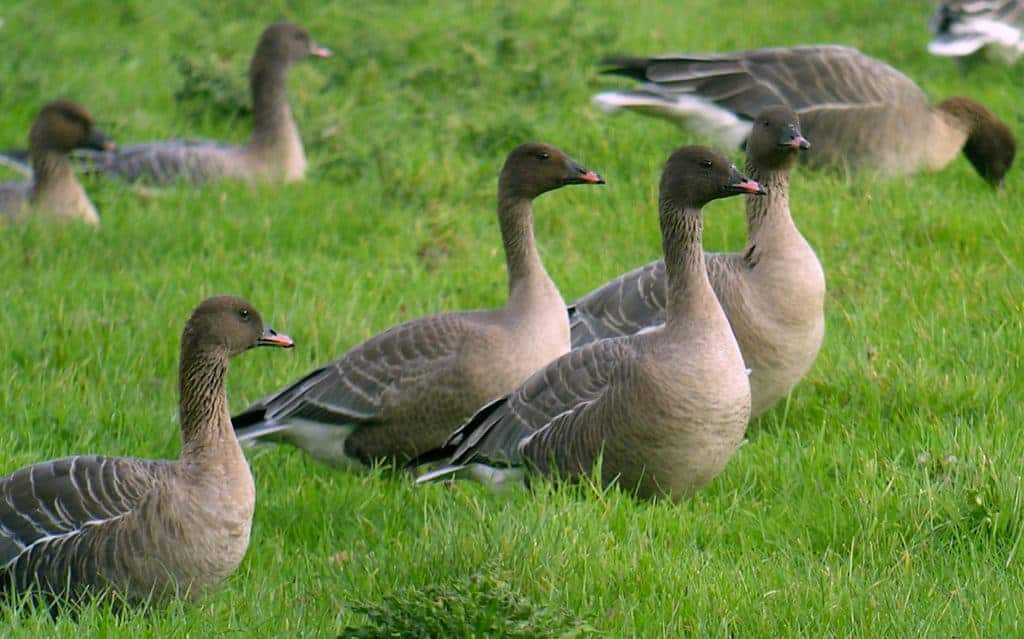 Pink-footed Geese in a field