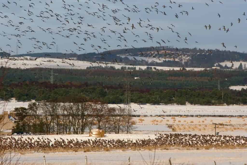 Pink-footed Geese flying