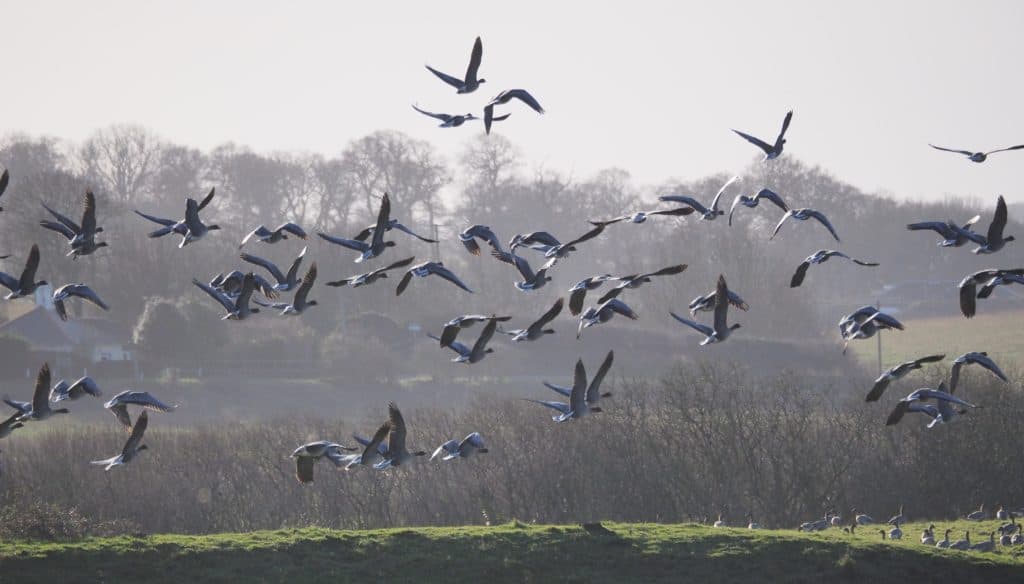 Pink-footed Geese flying