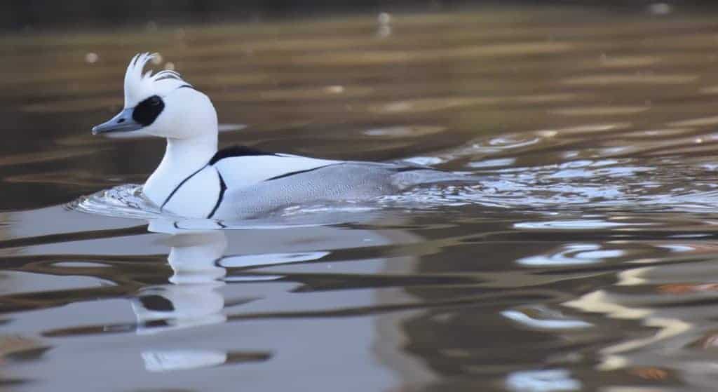 Smew drake swimming