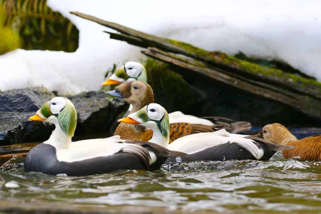 Spectacled Eider swimming in winter