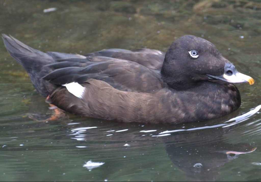 Velvet Scoter drake