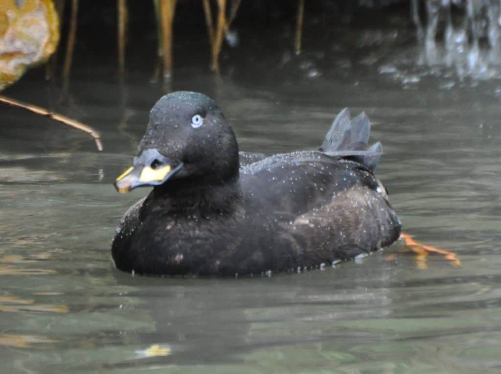 Velvet Scoter drake