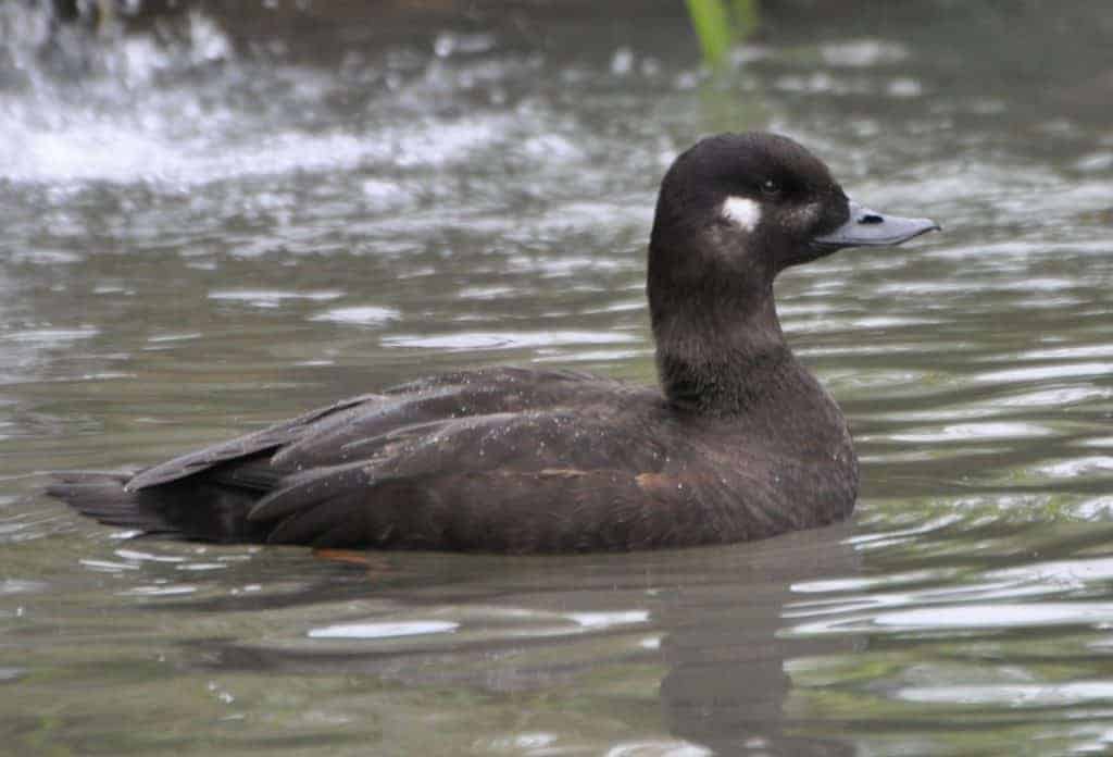 Velvet Scoter duck