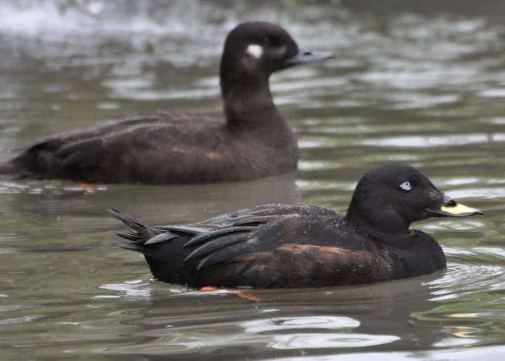 Velvet Scoter pair