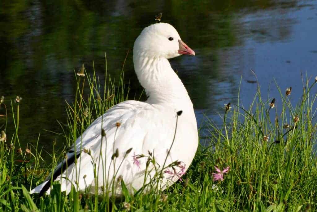 alert Ross's Goose