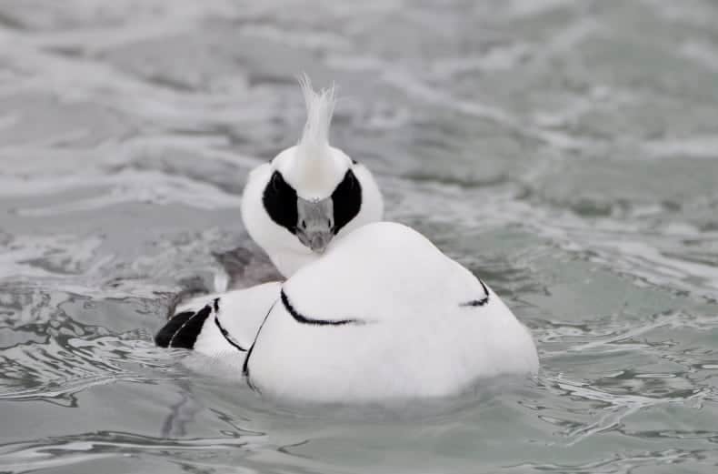 Smew drake displaying