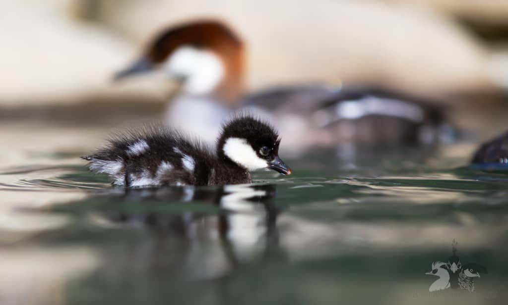 Smew duckling