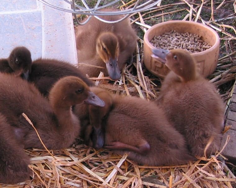 A group of ducklings; some could be Khaki Campbells but one certainly is not.