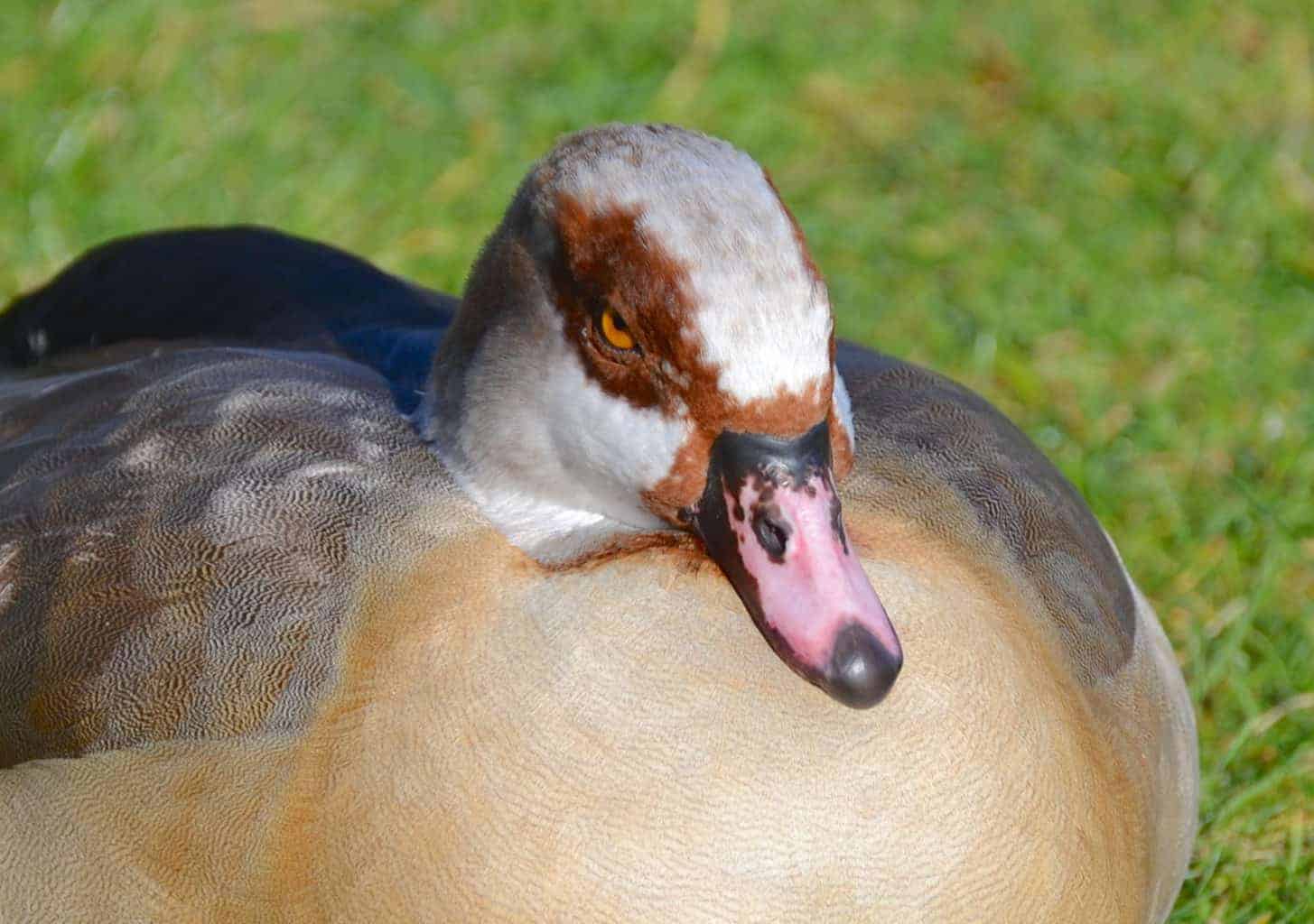 Egyptian Goose British Waterfowl Association Species account for the