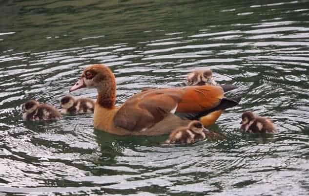 Egyptian Goose family