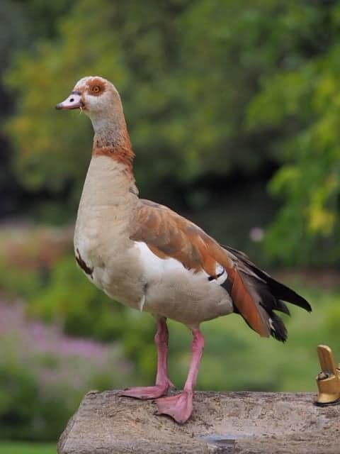 Egyptian Goose - British Waterfowl Association Species account for