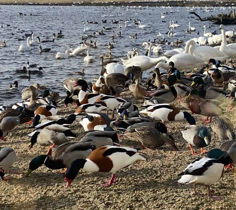 Swans, Greylags, Shelduck and Mallard dominated the afternoon feed at Martin Mere