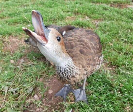 A Cuban Whistling Duck being vocal