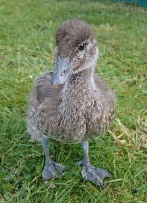 Maned Duckling starting to feather up