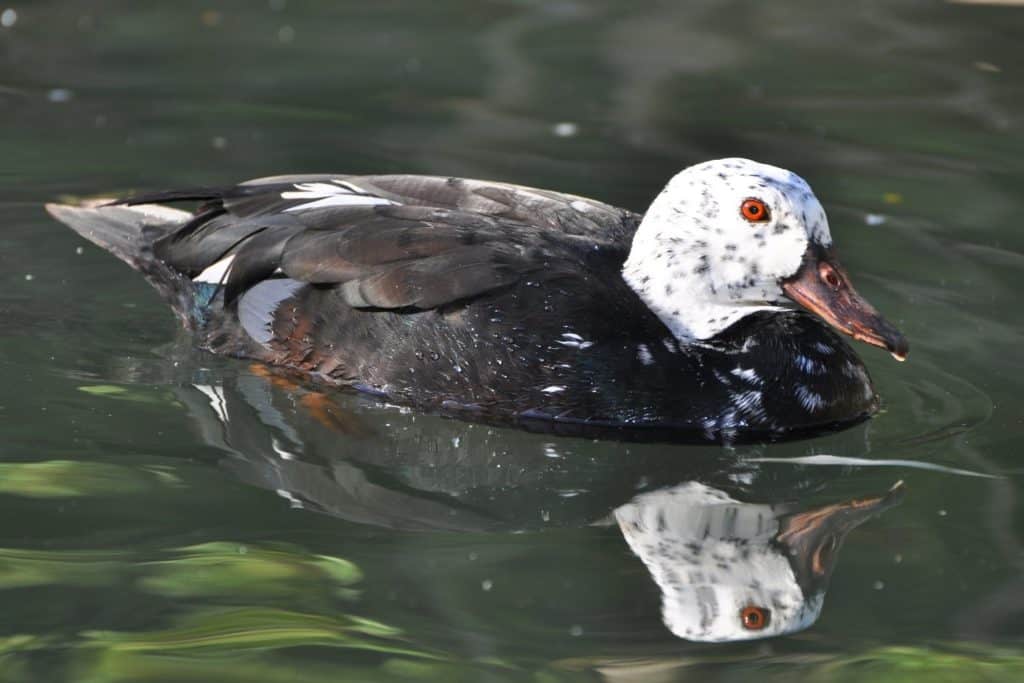 White-winged Duck swimming