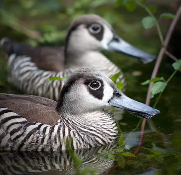 Pink-eared Duck - IWWA Captive Waterfowl Survey