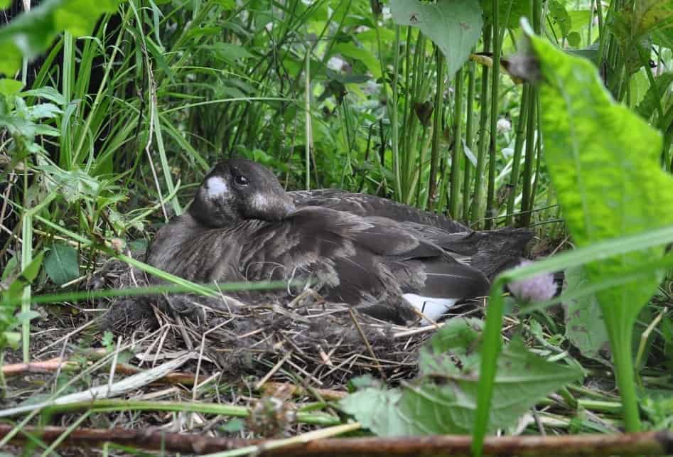 White-winged Scoter nesting in dense vegetation