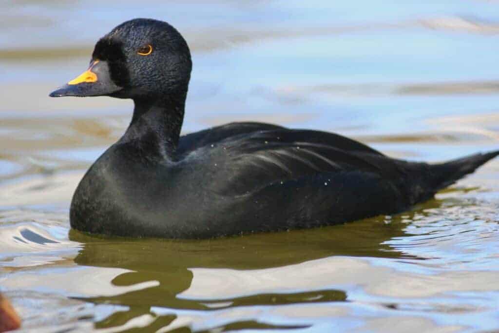 ommon Scoter drake swimming