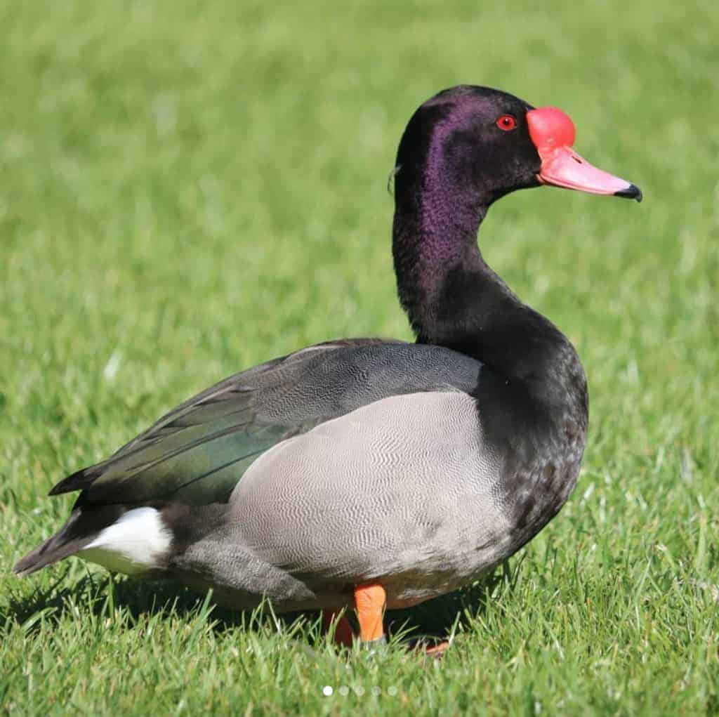 Alert Rosy-billed Pochard standing on grass