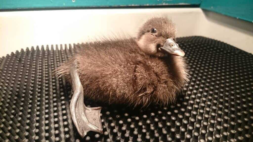 Common Scoter duckling