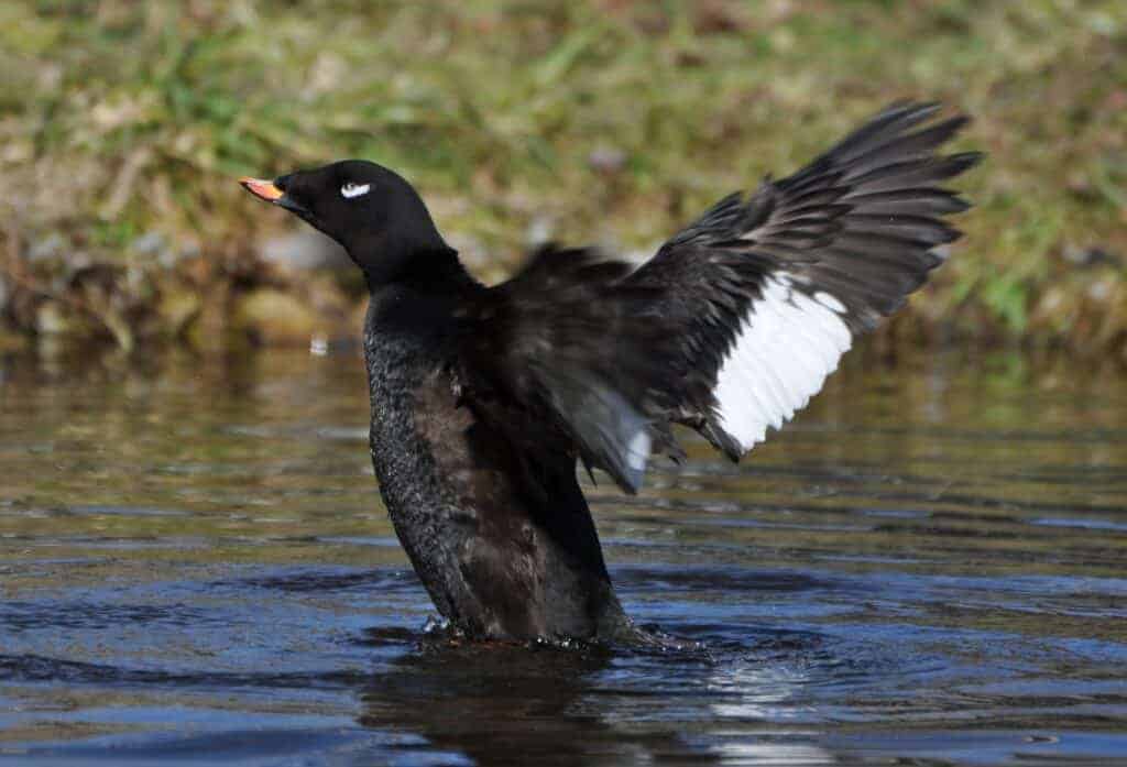 White-winged Scoter flapping